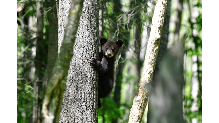 Bear Cub in the Woods