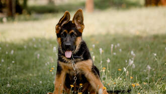 No way! Dog trainer gets this Dog to jump 20 feet!!