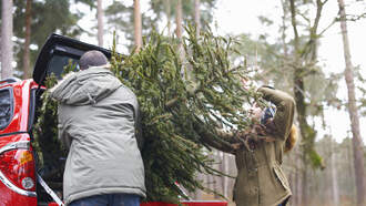 Attacked By Your Christmas Tree?