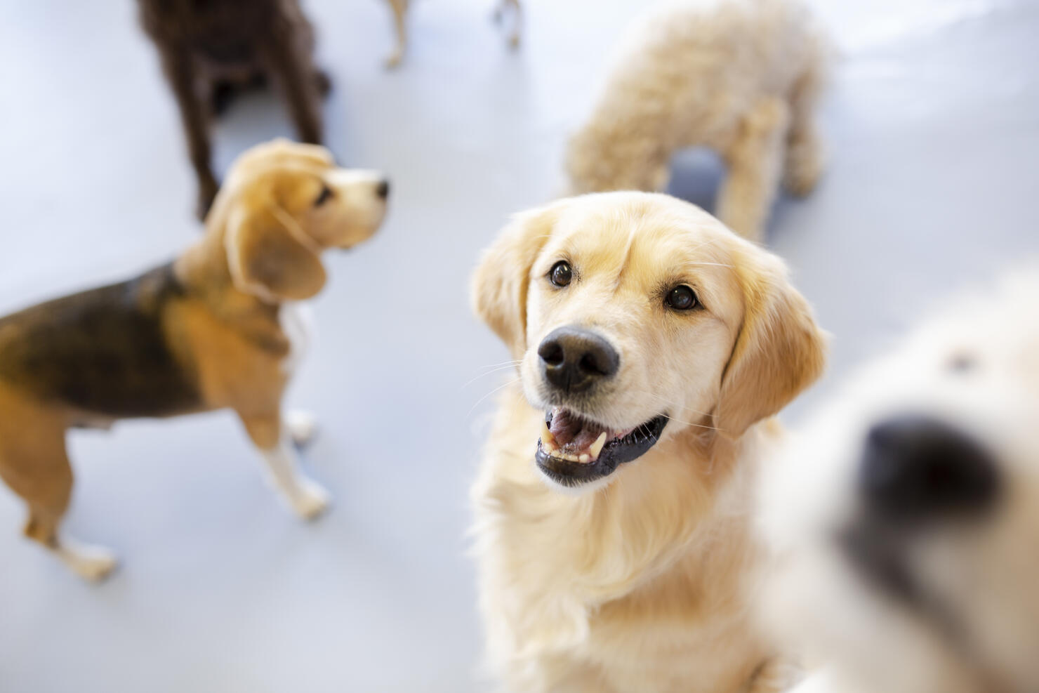 Cute, happy dogs looking up, playing in dog daycare