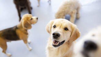 250 Pets Reportedly Disappeared Under Watch Of Arizona Animal Welfare Group