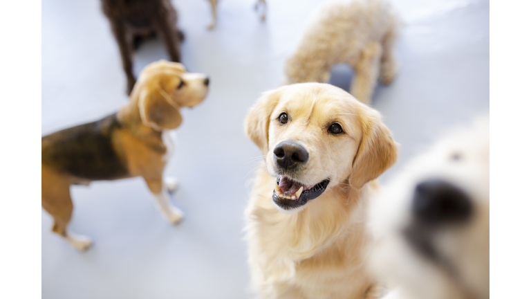 Cute, happy dogs looking up, playing in dog daycare