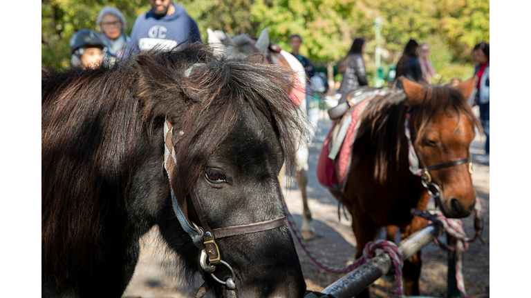 EQUESTRIAN-FRA-PONY