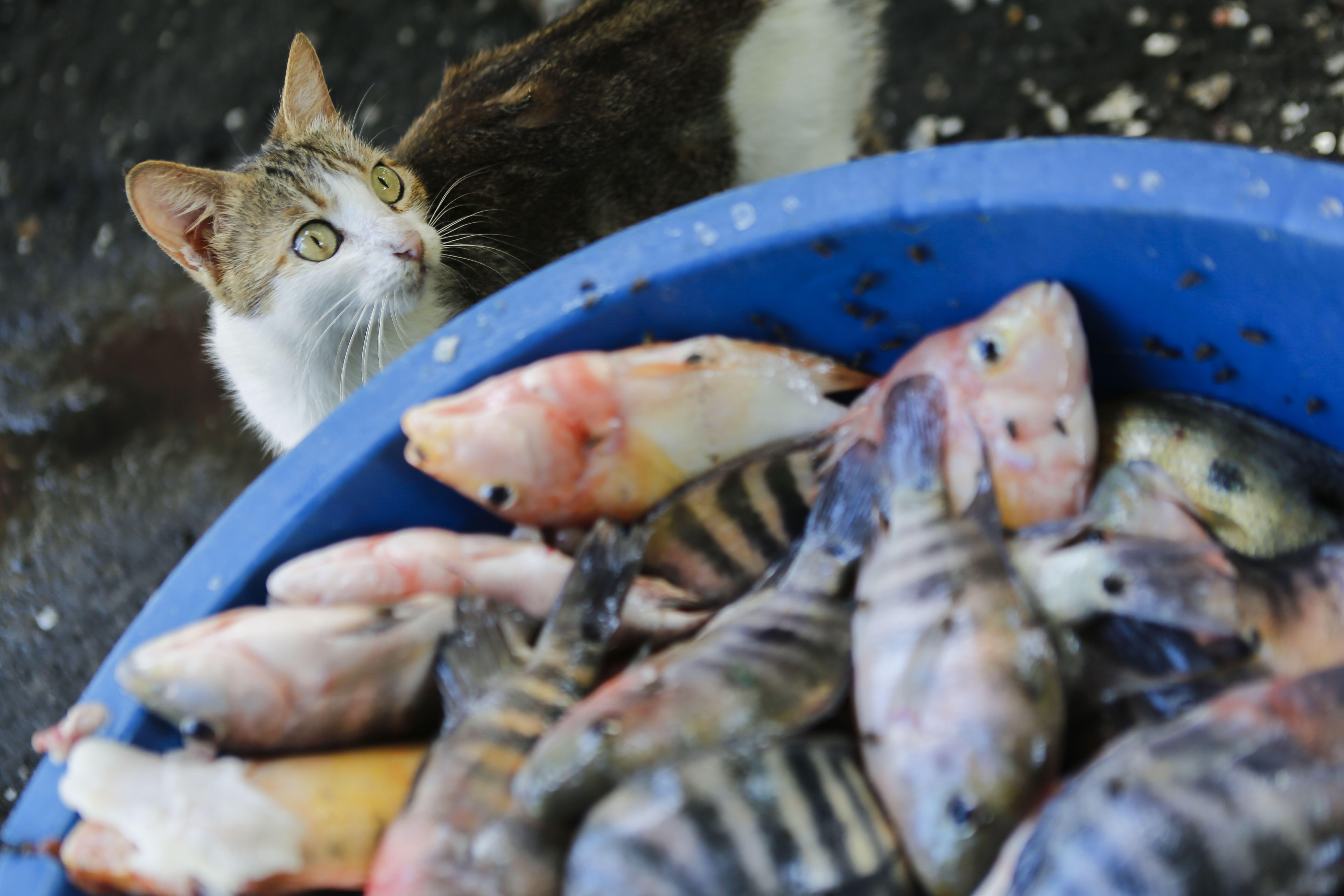 Catfishing As In Literally Fishing With A Cat iHeart