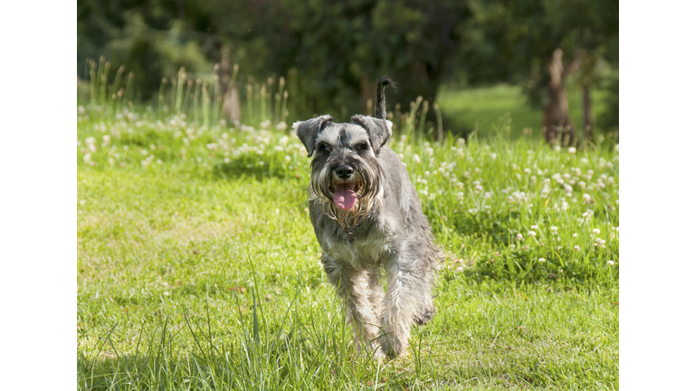 Running Schnauser