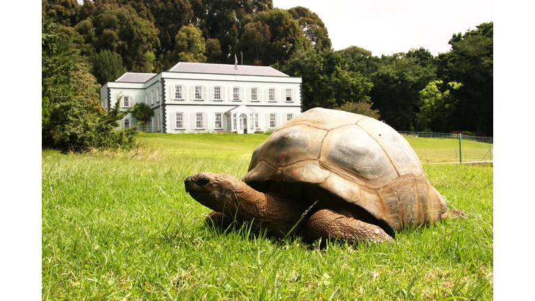 Jonathan giant tortoise at Plantation House St Helena Island