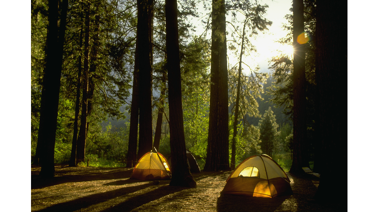 Camping in Yosemite Woods