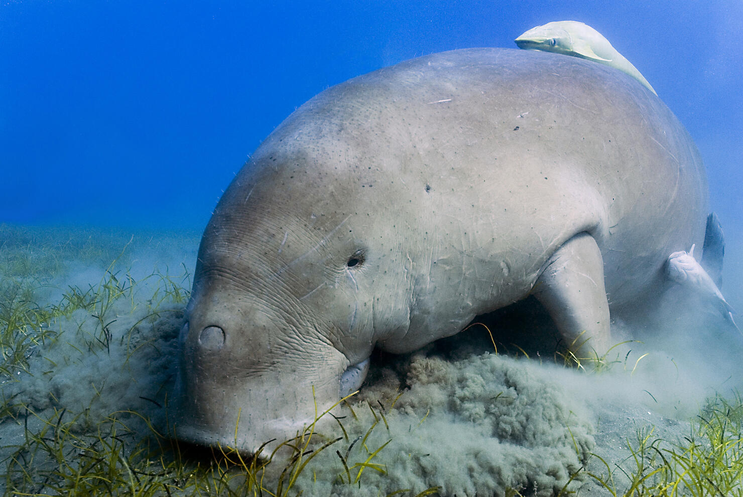 Close up of Dugong or seacow (Dugong dugon) feeding on the seagrass in the bay of Abu Dhabab in Marsa Alam, Egypt