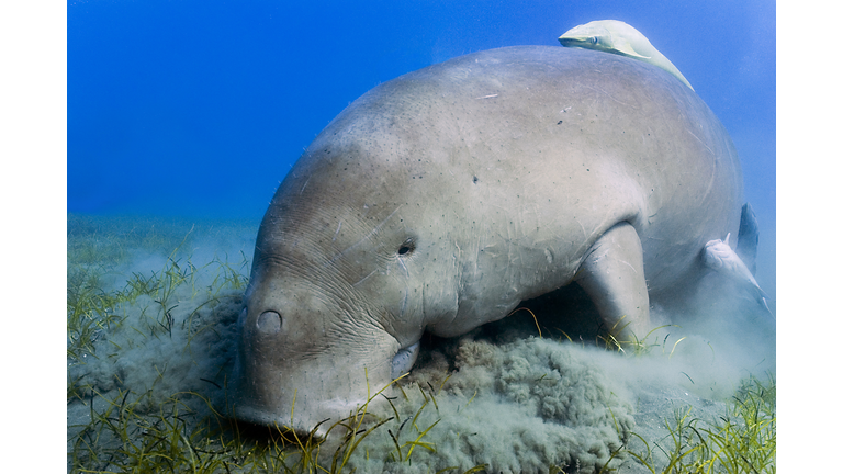 Close up of Dugong or seacow (Dugong dugon) feeding on the seagrass in the bay of Abu Dhabab in Marsa Alam, Egypt