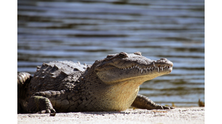 American Crocodile