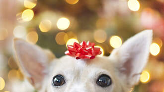 Happy National Christmas Movie Marathon Day!