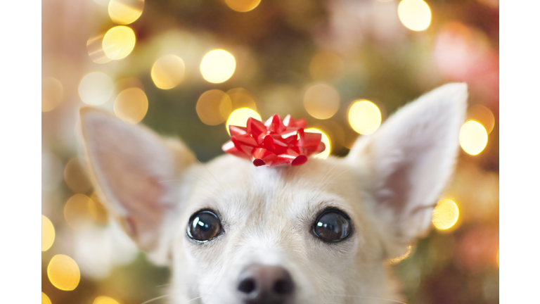 A dog as a Christmas present