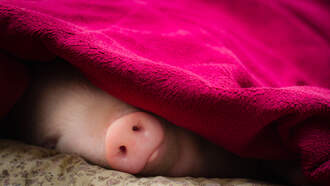 Stacey & Mike's Happy News: Runaway Porker Rescued & Adopted