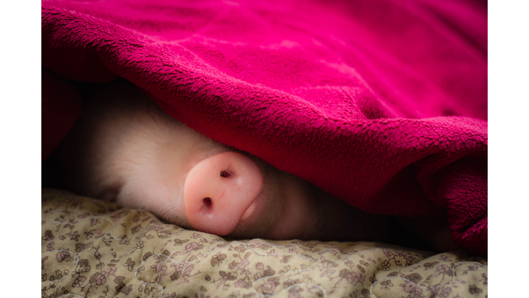 Midsection Of Pig Sleeping On Bed