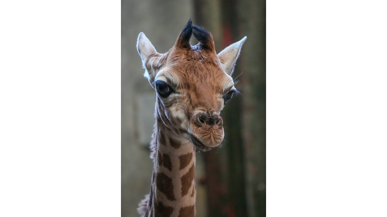 Giraffe Born At Chester Zoo