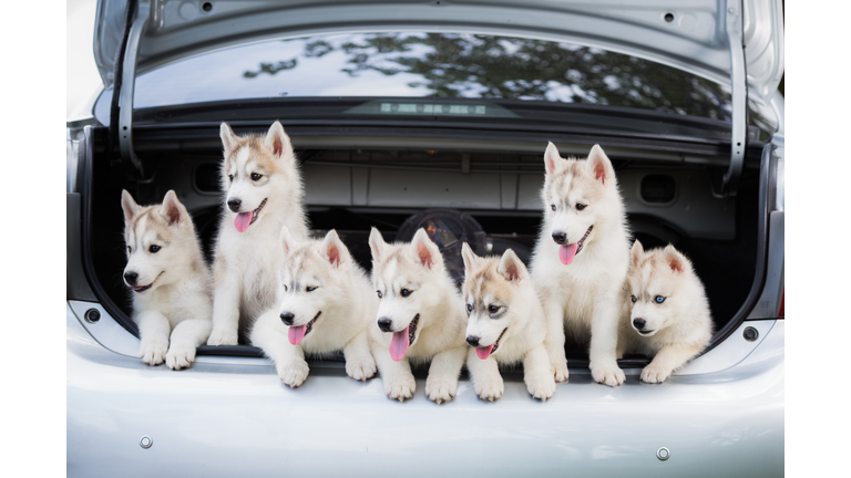 Siberian Husky Puppies Sitting In Car Trunk