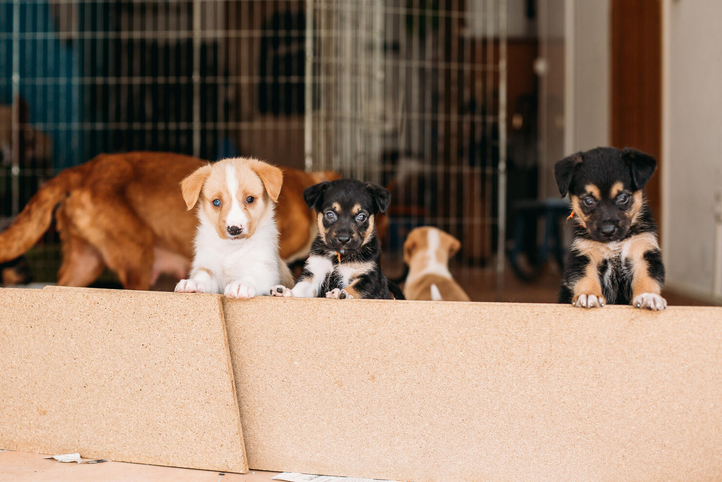 puppies peeking out