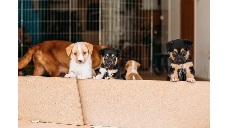 puppies peeking out