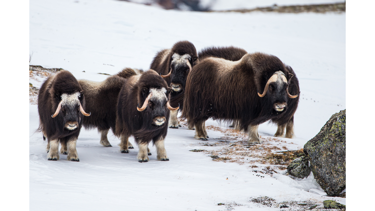 Musk ox walk and feed between the moss-covered rocks in Dovrefjell, Norway