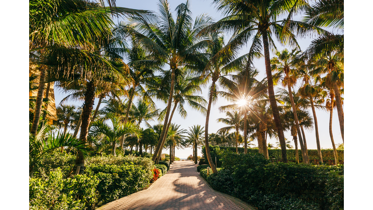 Pathway with palm trees leading to the beach, Miami Beach, Florida, USA