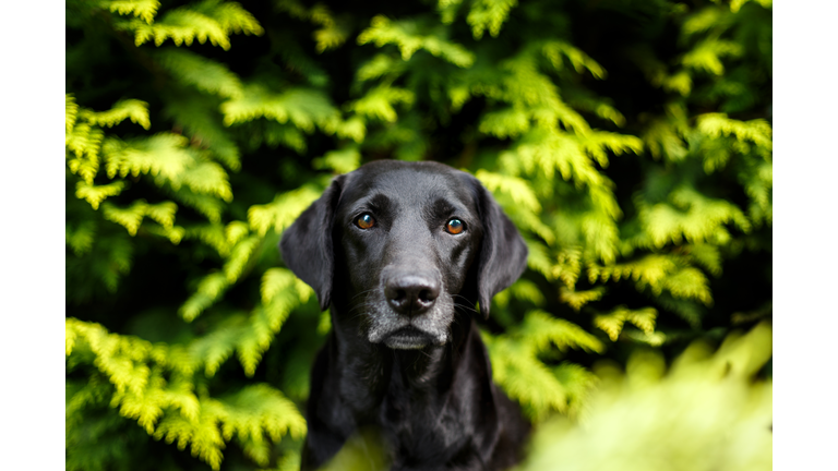 Labrador In The Woods