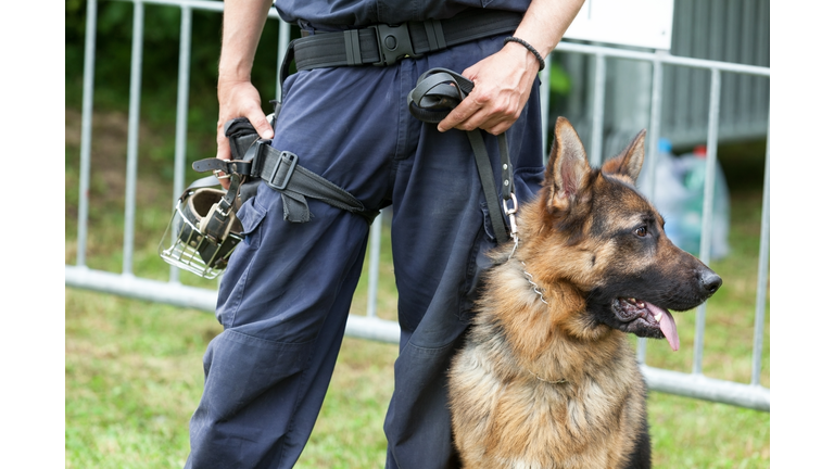 Police dog. Policeman with a German shepherd on duty.