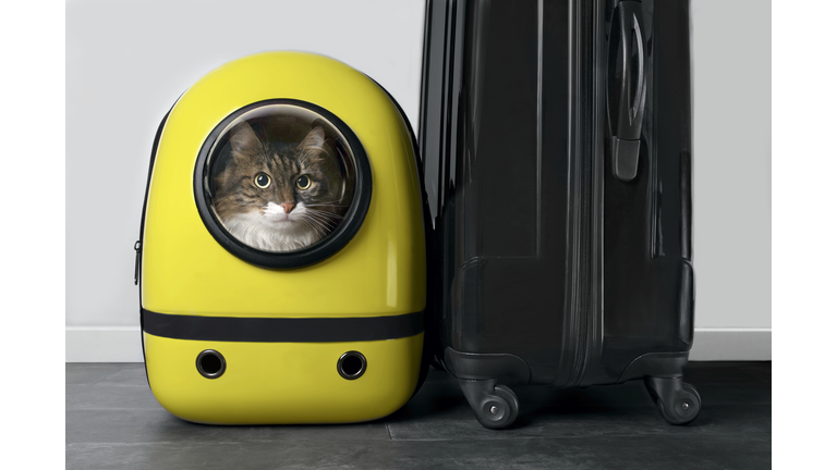 Maine Coon Cat Looking Curious Out Of A Backpack Carrier Next To A Travel Suitcase.