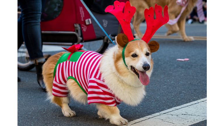 Celebrating Holidays of Pets Parade, San Diego, California