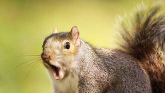 The Average American's Attention Span Is SQUIRREL
