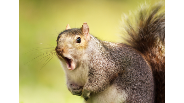 Close up of a grey squirrel yawning