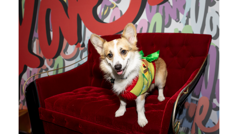 Sofitel Los Angeles And Wagmore Pets Dog Rescue Host "Happy Pawlidays" Event