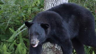 Daytona Woman Gets Surprised By A Bear Outside of Her Front Door 