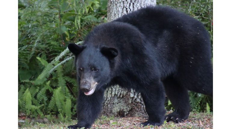 Florida Black Bear in suburban neighborhood