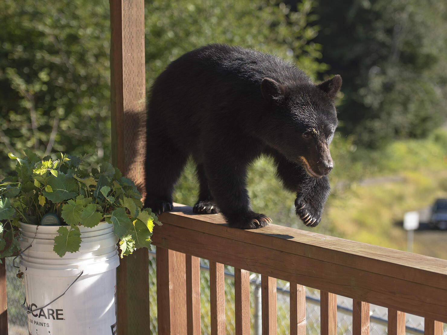bear 091320 01