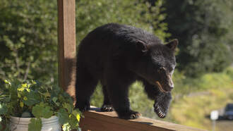 Sure Sign of Sweater Weather? Porch Pirate Bear Steals Sweater