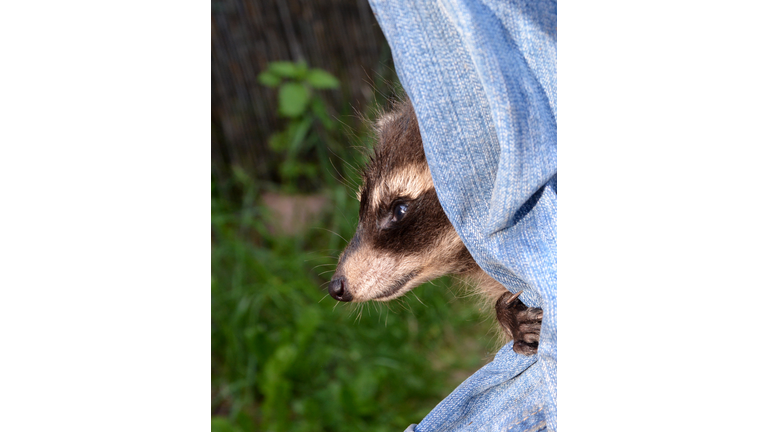 Close-Up Of  A Little Racoon