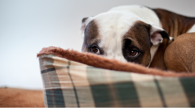 Scared Dog Sitting in Dog Bed