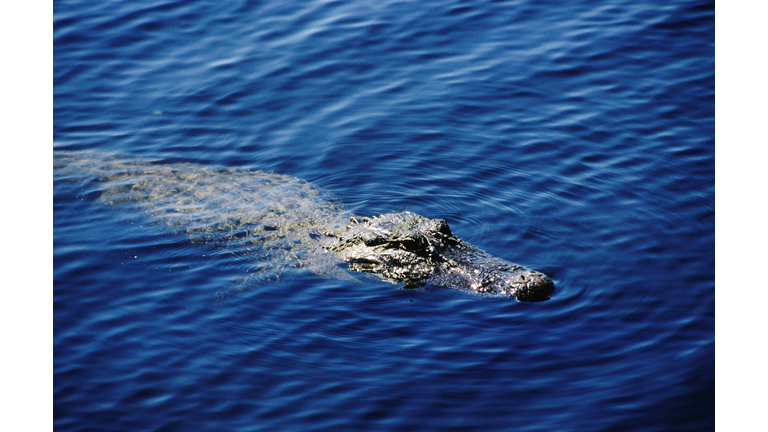 Alligator, Brazos Bend State Park, near Needville.