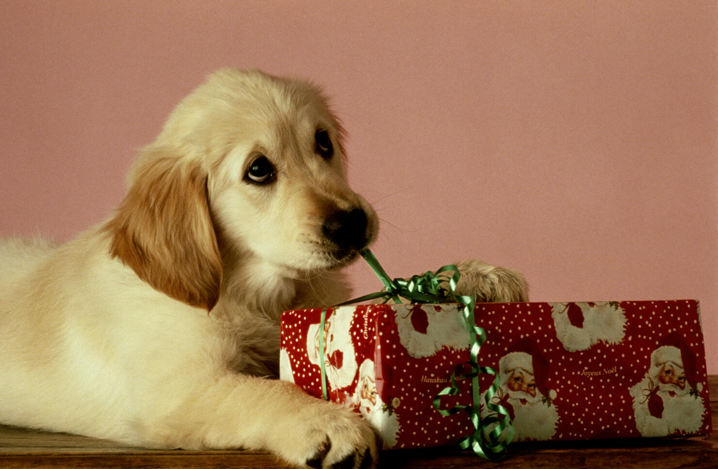 PUPPY OPENING CHRISTMAS GIFT