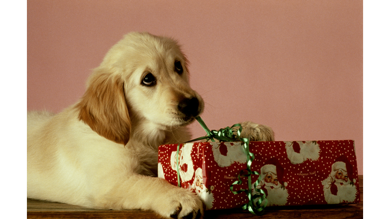 PUPPY OPENING CHRISTMAS GIFT