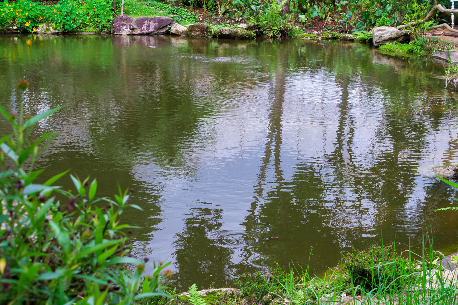 backyard garden pond with green plant