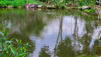 Carnivorous Plant Discovered By Scientists In Kentucky