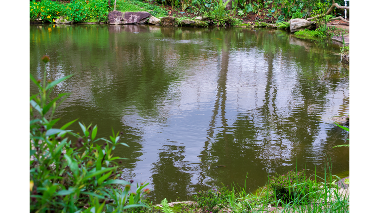 backyard garden pond with green plant