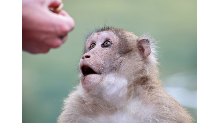 Wild monkey looking at human hand