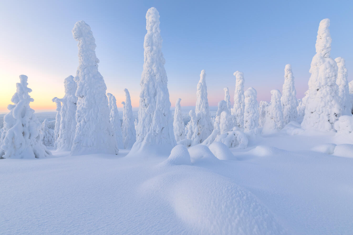 Trees covered with snow at dawn, Riisitunturi National Park, Posio, Lapland, Finland