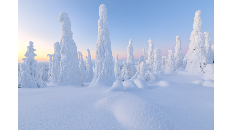 Tall pointy trees covered with snow at dawn