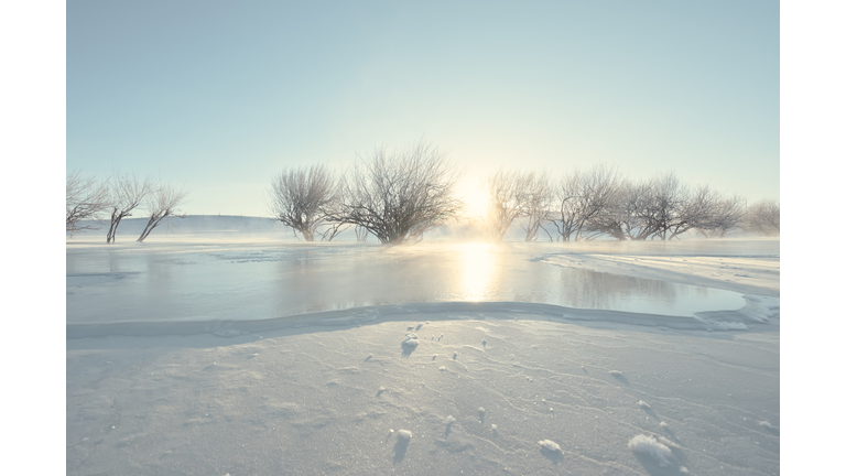 Trees in a frozen lake in winter.