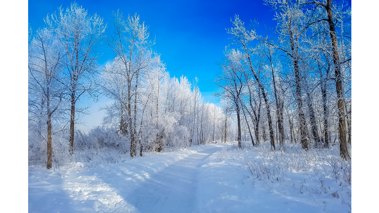 Tall stately trees covered in snow against a dramatically dark blue sky.