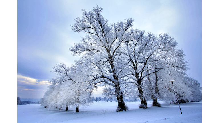 Frozen trees in a circle that seem to lean in towards the center in a flat, snow-covered landscape.