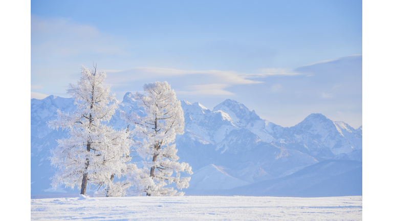 Beautiful frozen trees on a stunning white landscape and pale blue mountains almost fading into the sky in the background.